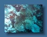 Helengeli 219